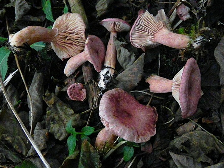 DSCN9671b.JPG