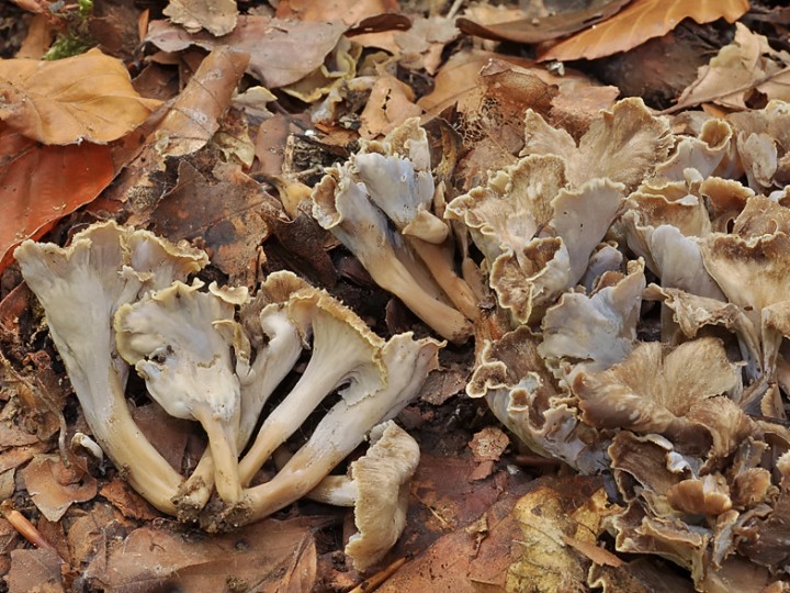 Pseudocraterellus_sinuosus_crispus_Dronieres_2017.jpg