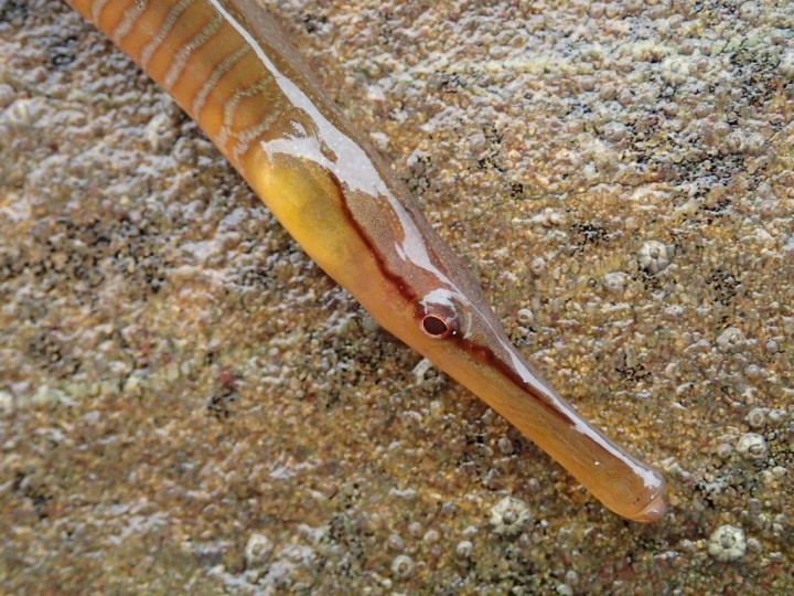 Entelurus aequoreus (4)-redim1024.JPG