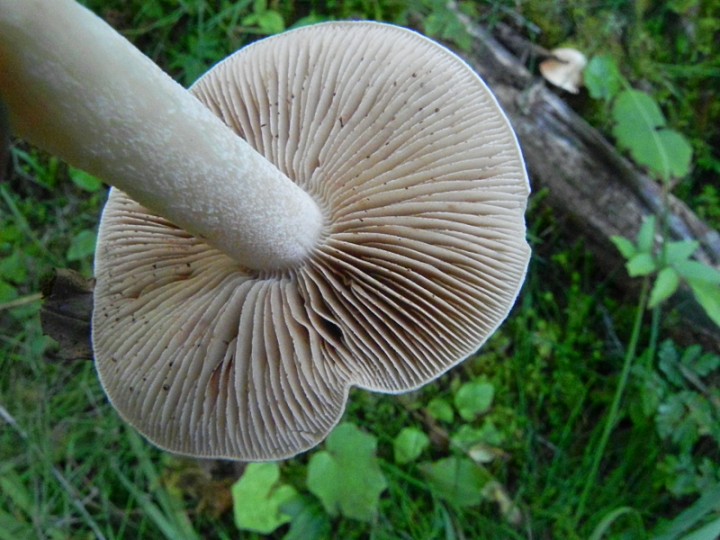 DSCN9694b.JPG