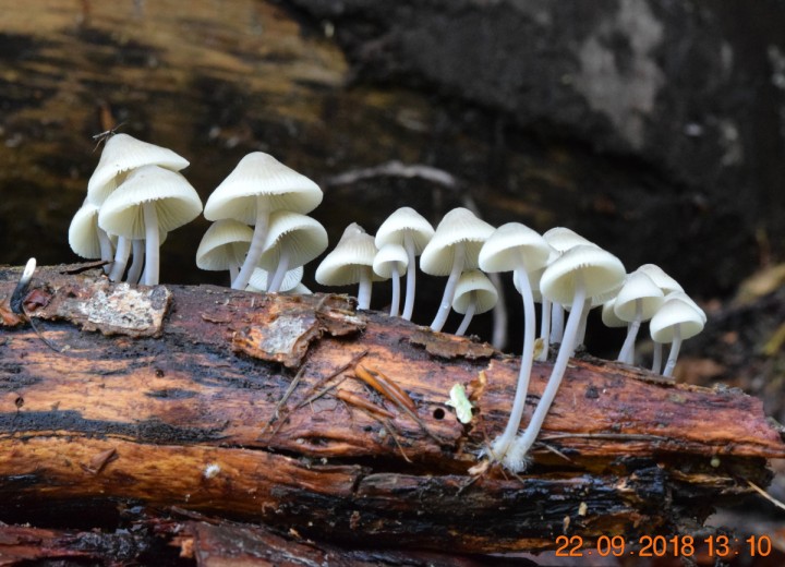 DSC_0535_01.JPG