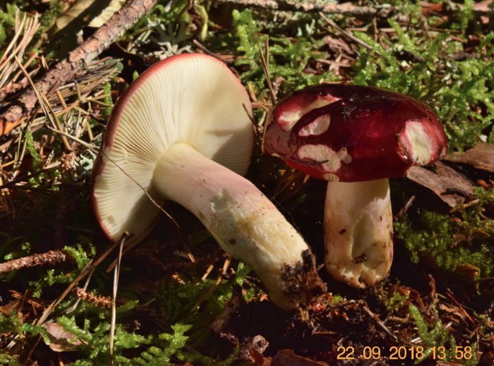 DSC_0539_01.JPG
