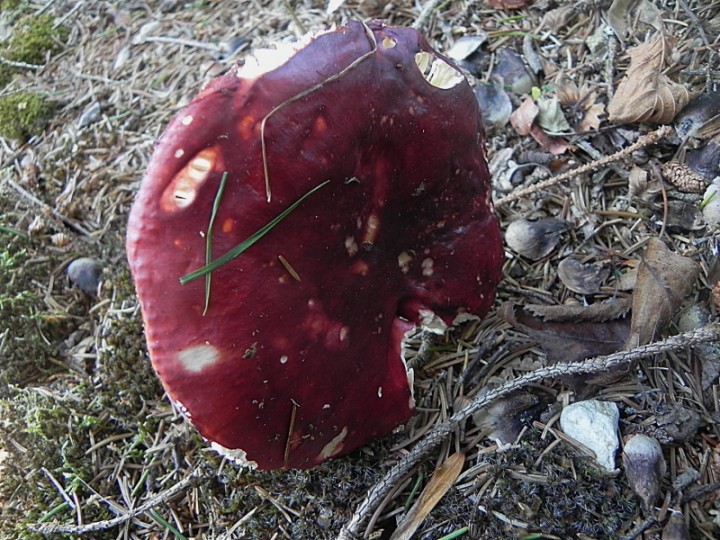DSCN9744b.JPG