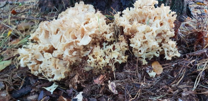 20180924_094503.jpg