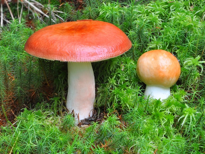 Russula_paludosa_1.jpg