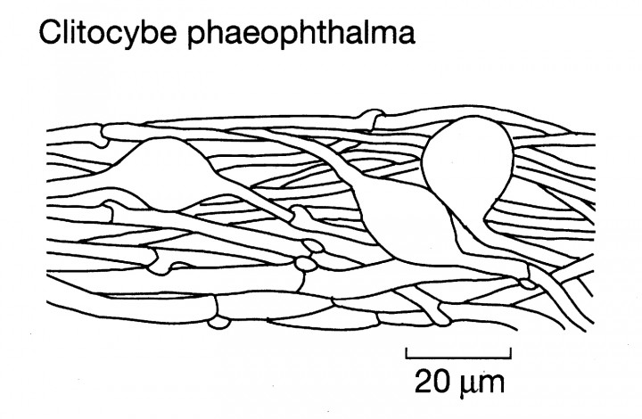Phaeophtalma.jpg