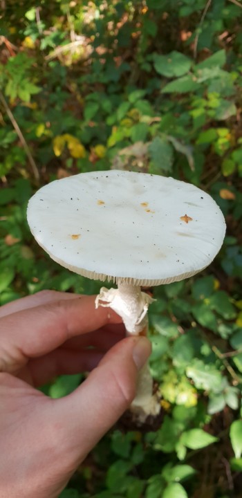 20180926_115742.jpg