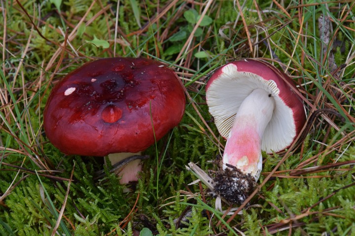 DSC_0130.jpg