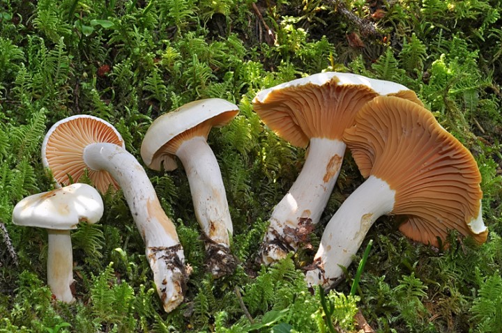 Hygrophorus_karstenii_Glieres_2016.jpg