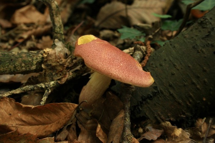 mycètes 017.jpg
