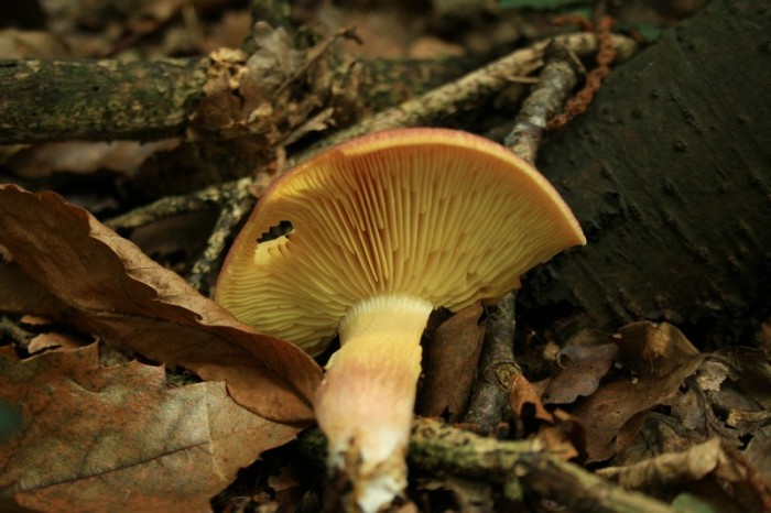 mycètes 021.jpg