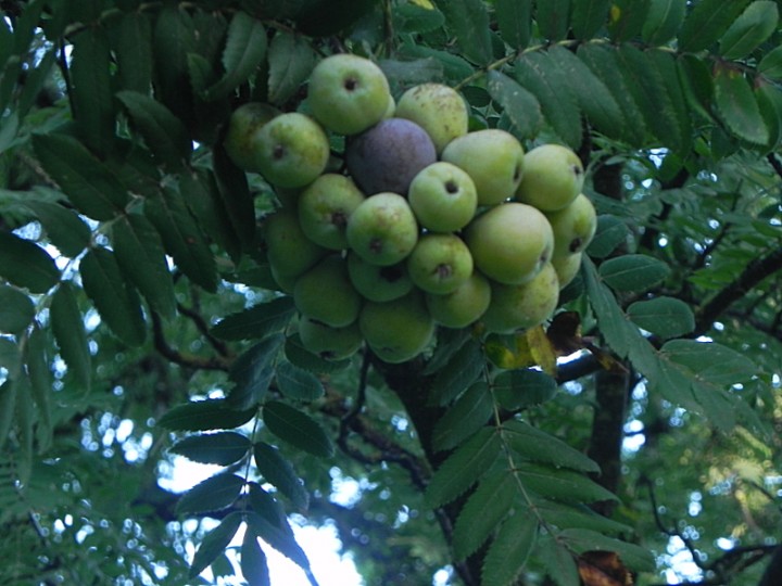 DSCN9767b.JPG
