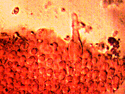 Capture_11.jpg