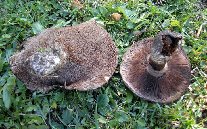 Cliquer sur l'image pour agrandir