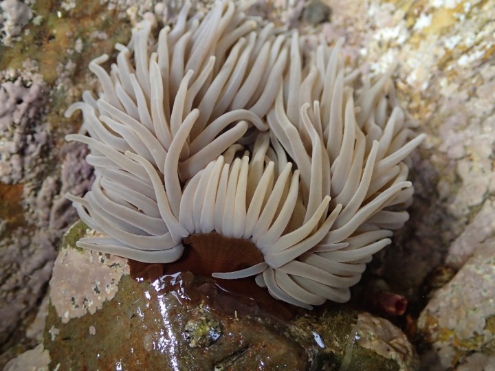Anemonia viridis (12)-redim1024.JPG