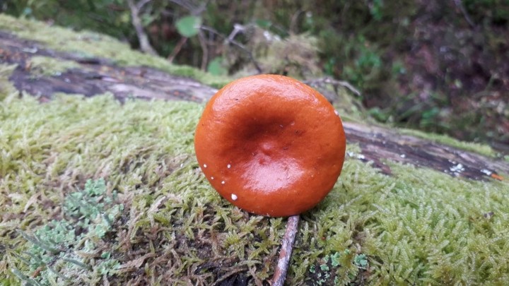 rps20181004_090230_551.jpg