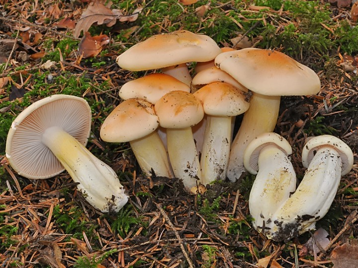 Hygrophorus_pudorinus_2015.jpg