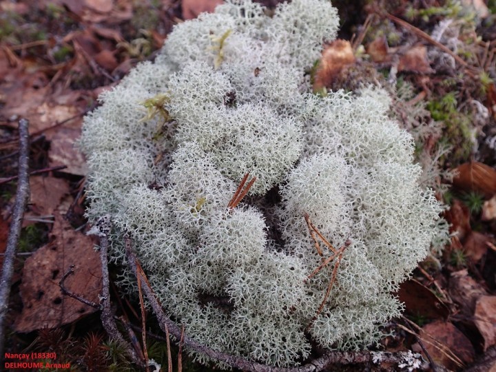 Cladonia portentosa morpho. condensata (1)-redim1024.JPG