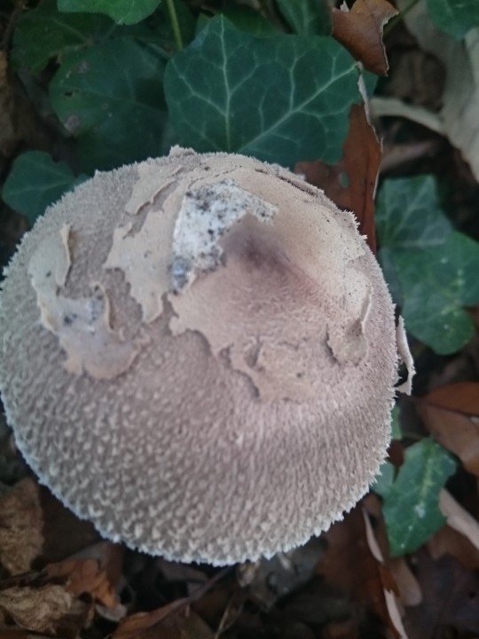 lepiotea.jpg