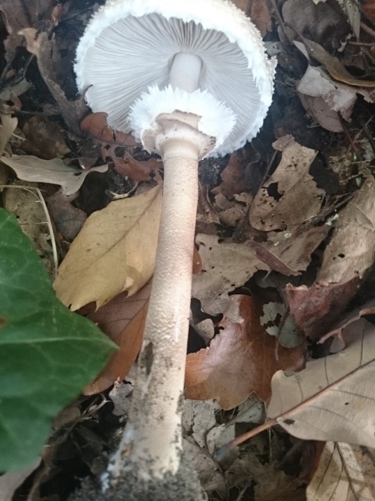 lepiotec.jpg