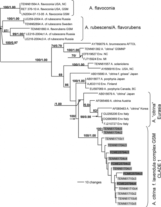 Parsimony-analysis-of-Amanita-citrina-f-lavendula-and-related-taxa-This-is-the-single.png