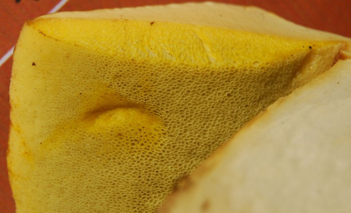 pores.jpg