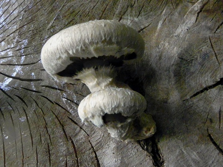 DSCN9940b.JPG