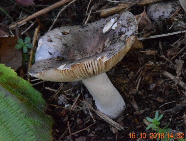 DSC_0776_01.JPG