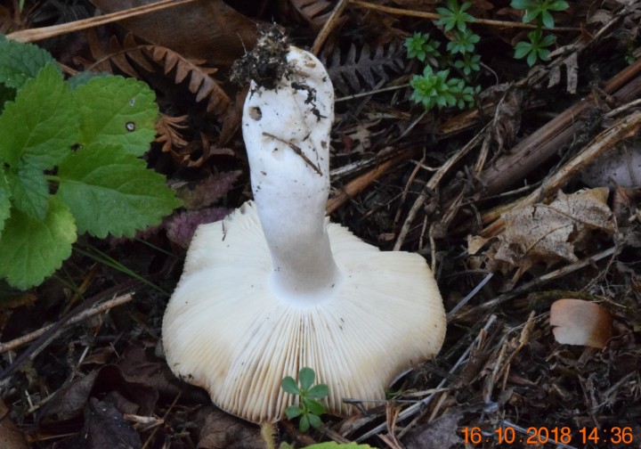 DSC_0778_01.JPG