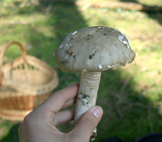 forêt ouest 052.jpg