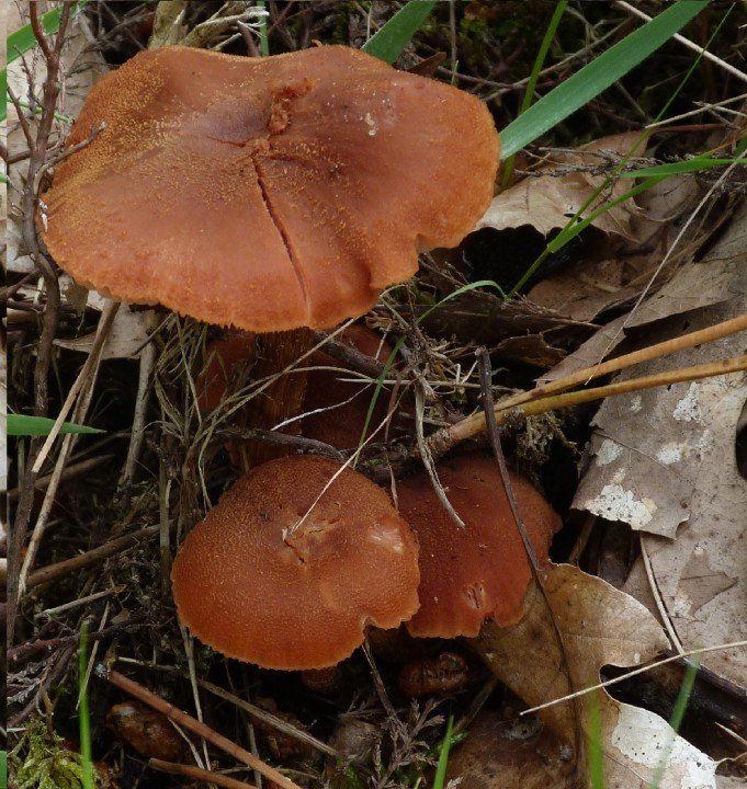P1110712_modif.JPG