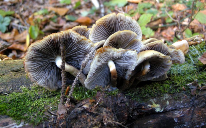 Cliquer sur l'image pour agrandir