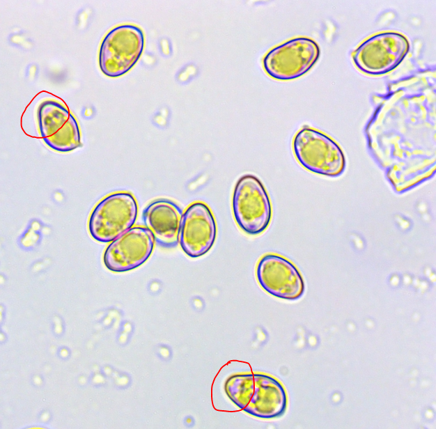 spores Paxillus cuprinus.PNG