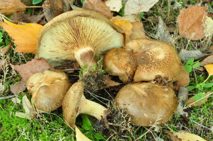 Paxillus cuprinus.jpg