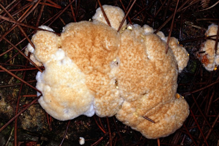 red Champignons - x - x2 - Anjou forêt de Durtal 10-18 1.jpg