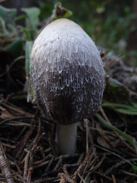 DSC01962.jpg