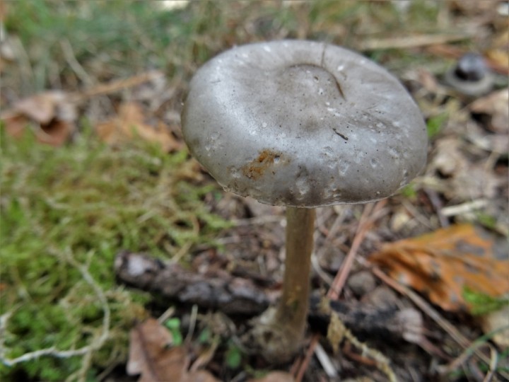 DSC09676 (1024x768).jpg