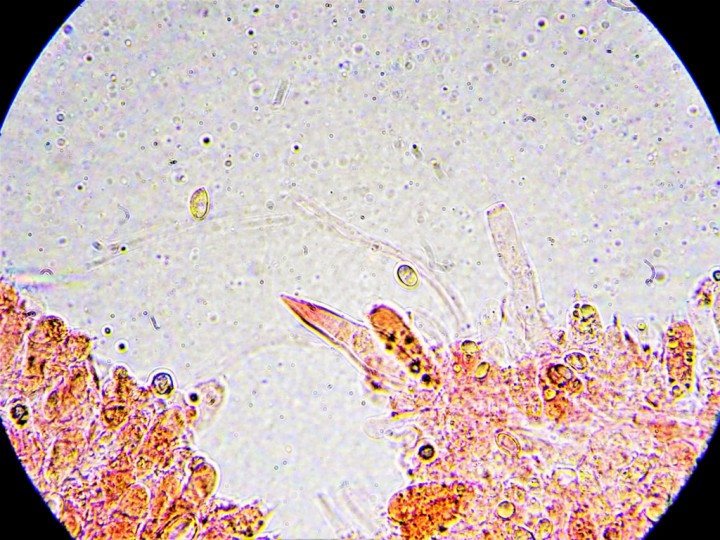 DSC00789 (1024x768).jpg