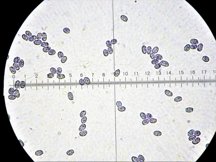 DSC00785 (1024x768).jpg