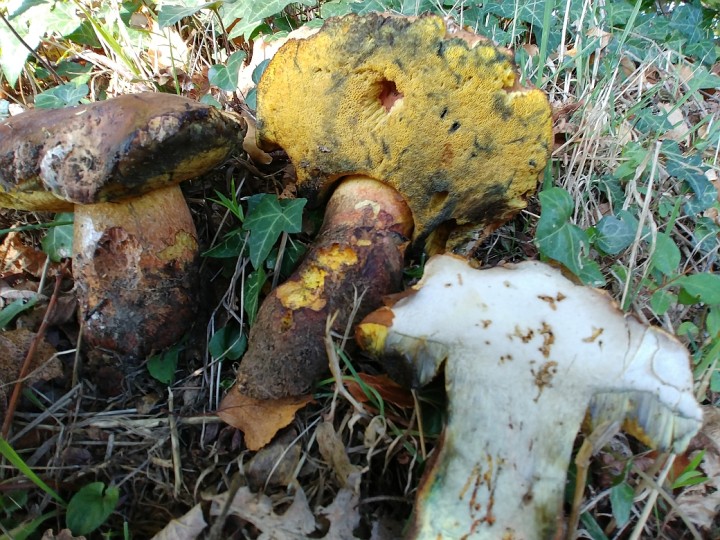 Fragrans .jpg
