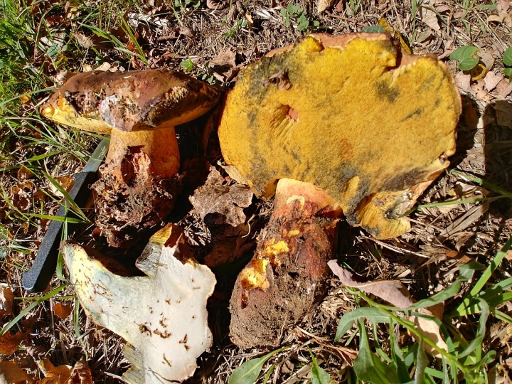 Fragrans2 .jpg