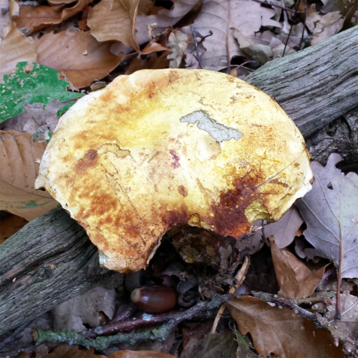 Cliquer sur l'image pour agrandir