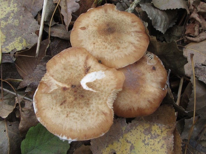 Armillaria gallica_aconfancy (2).JPG