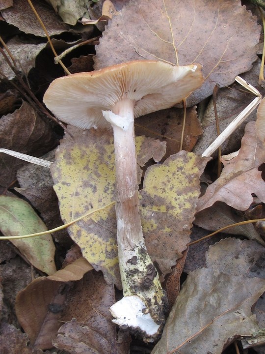 Armillaria gallica_aconfancy (1).JPG