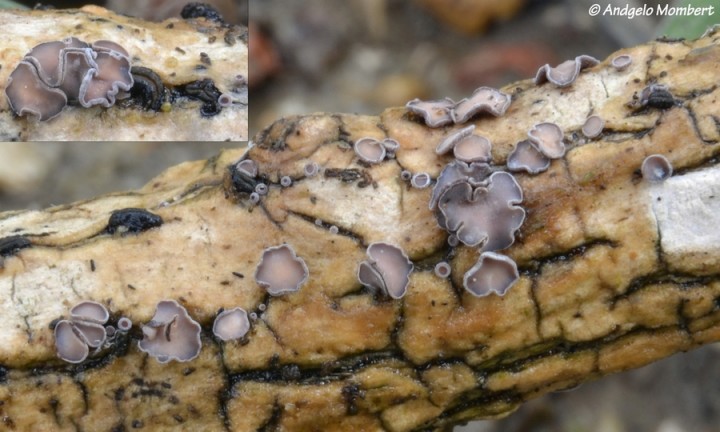 Unguiculariopsis ravenelii subsp. hamata (12-3-18) 3.jpg