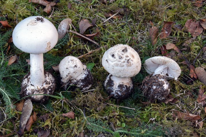 DSC_0437.jpg