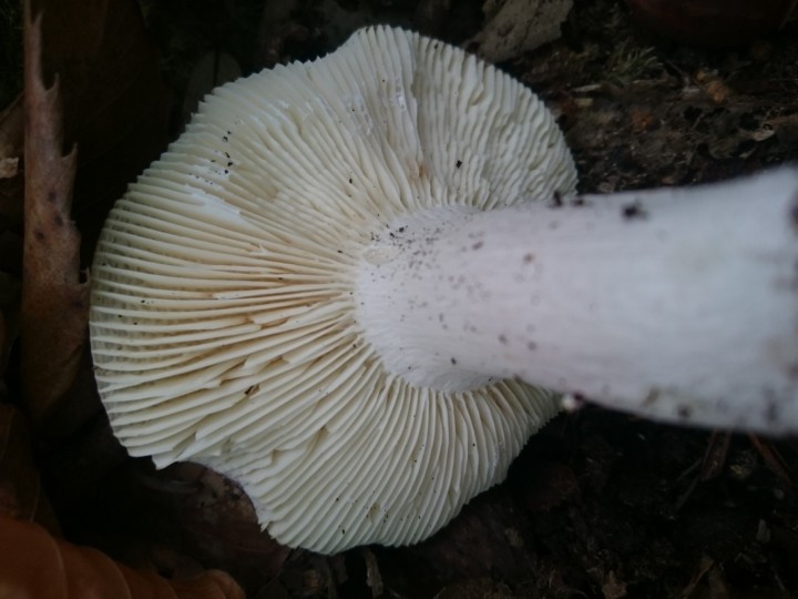 russule-lames.jpg