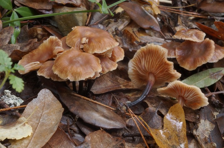 DSC06247.jpg