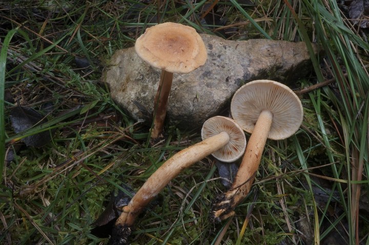 DSC06240.jpg