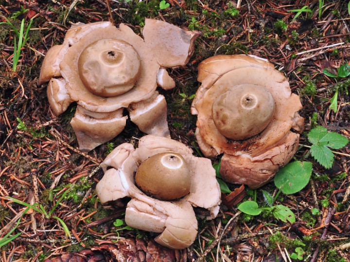 Geastrum_triplex_Gd_Bo_2018.jpg